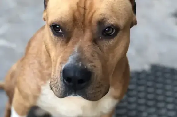 Собаки потеряшки, Чертково, фото: Потеряшка собака на ул. Карла Маркса, 163