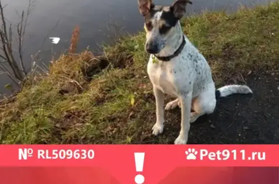 Собаки потеряшки, Санкт-Петербург, фото: Потеряшка собака Кабель на пр. Энгельса, СПб