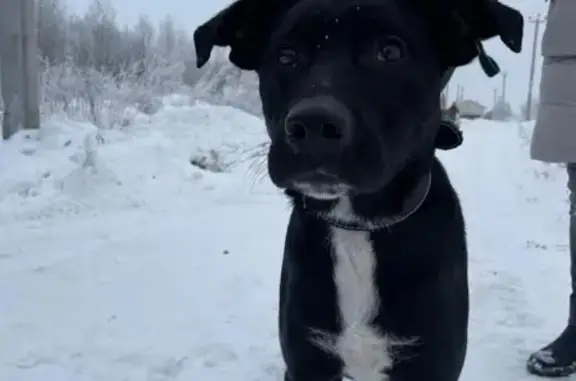 Найдена собака Boni на Шуваловском проспекте