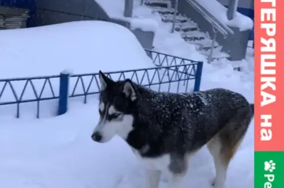 Найдена собака на ул. Морозова, Воронеж