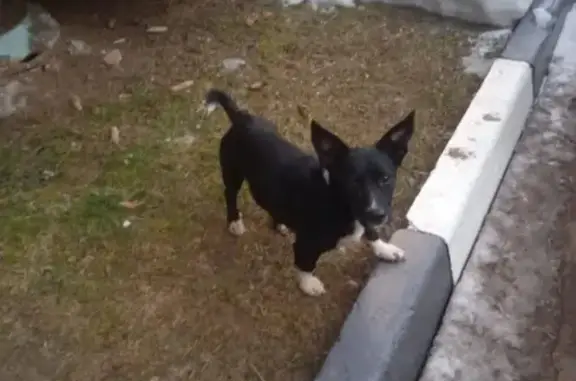 Собака найдена на ул. Ивана Сусанина, Москва.