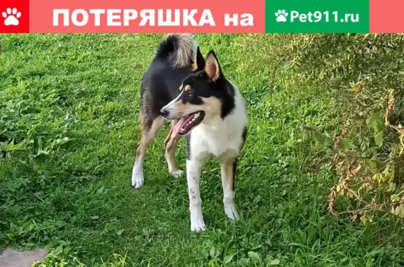 Пропала собака Лайка в Вассынках, Вяземский район.