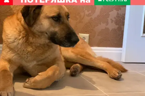 Найдена собака в Кузьмолово, ищем хозяина!