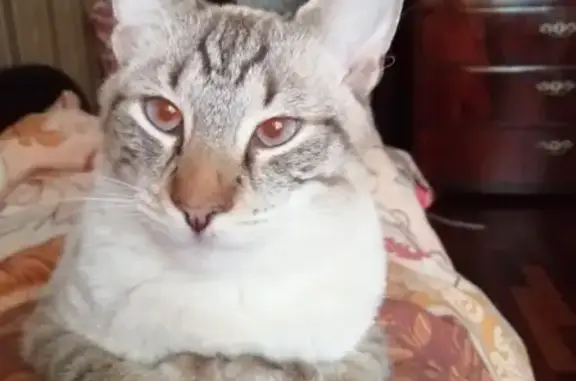 Кошки потеряшки, Санкт-Петербург, фото: Потеряшка кошка в СПб, ул. Ольги Форш, д.15, к4.