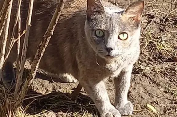 Кошки потеряшки, Санкт-Петербург, фото: Потеряшка кошка в СПб, Калининский район, метро Гражданский проспект