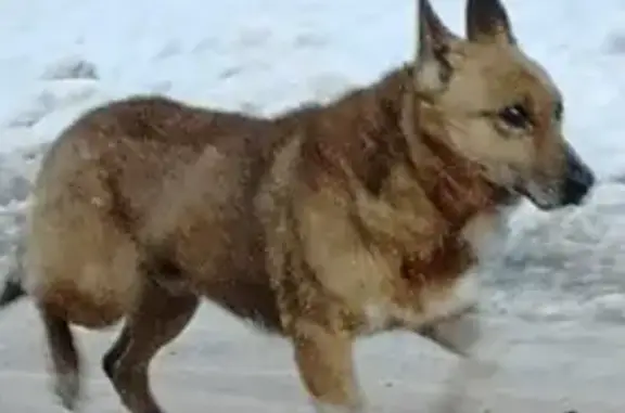 Пропала слепая собака на Красноармейской, 44