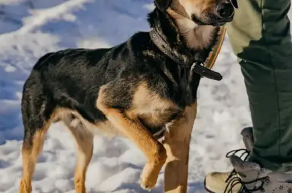 Пропала собака Арчи в Духовце, Курская область