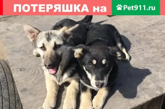 Пропала собака на Инициативной, Кемерово