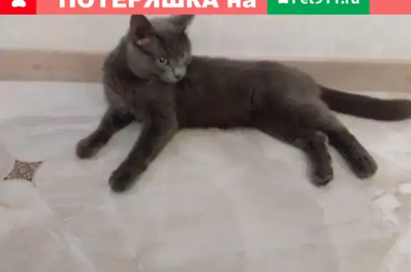 Найден серый кот в Сосновом бору, ищем хозяев