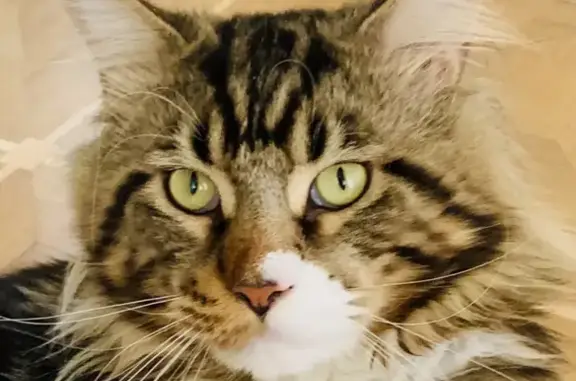 Кошки потеряшки, Казань, фото: Потеряшка кошка Мейнкун, пос. Царицыно, белое пятно на мордочке.