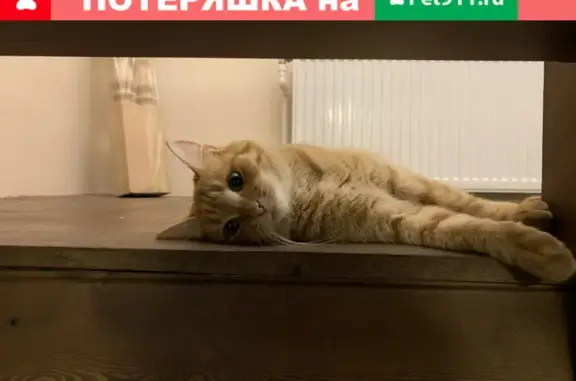 Кошки потеряшки, Тверь, фото: Потеряшка кошка Сара в деревне Красное Знамя, Тверская область