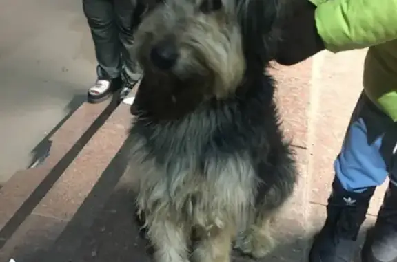 Собака найдена на Сходненской улице, 25, Москва.