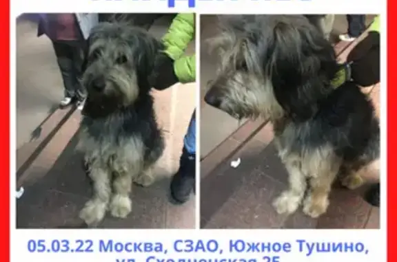 Собака Кабель найдена на Сходненской, 25.