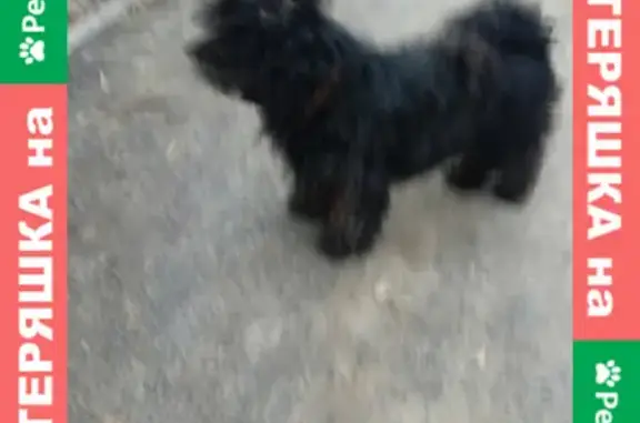 Найдена потерявшаяся собака в парке 70-летия Победы, Краснооктябрьский район, Волгоград