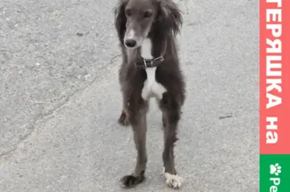 Собака найдена в Поселке Виноградный, без адресника.