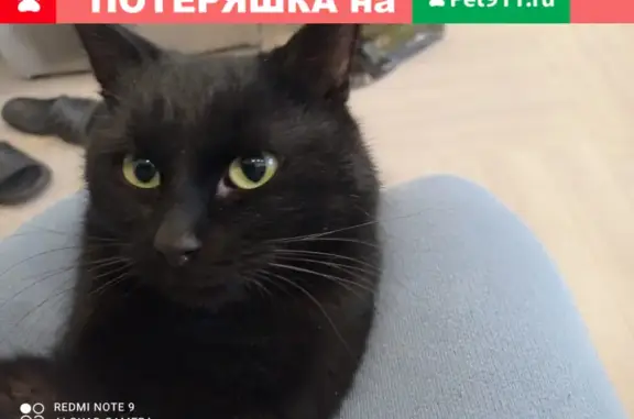 Найден кот на ул. Независимости, Воронеж