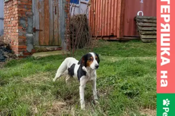 Собака найдена в Кочетинском, Краснодарский край