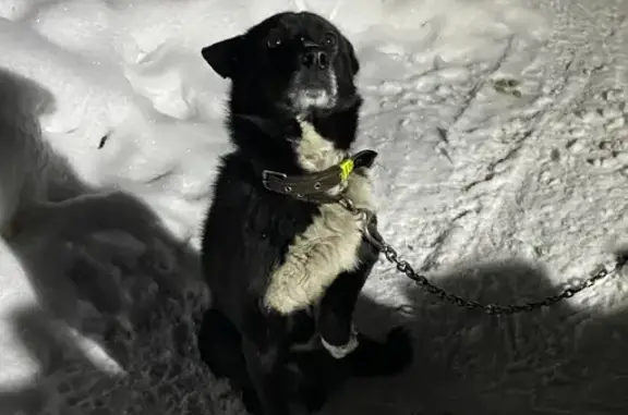Пропала собака Байкал на улице Ленина, Рузаевка