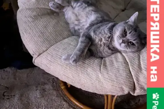 Кошки потеряшки, Колпашево, фото: Потеряшка кошка Сима на Песочной улице