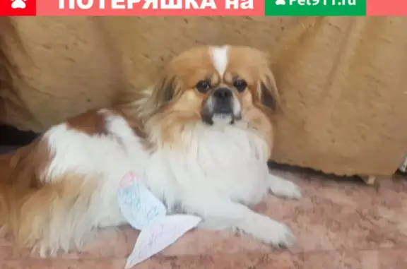 Пропала собака Лакки на Менжинского, 52 в Кемерово