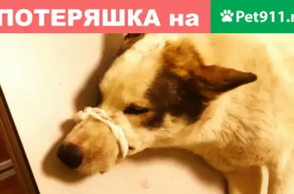 Найдена собака на ул. Пушкина, ищем хозяина