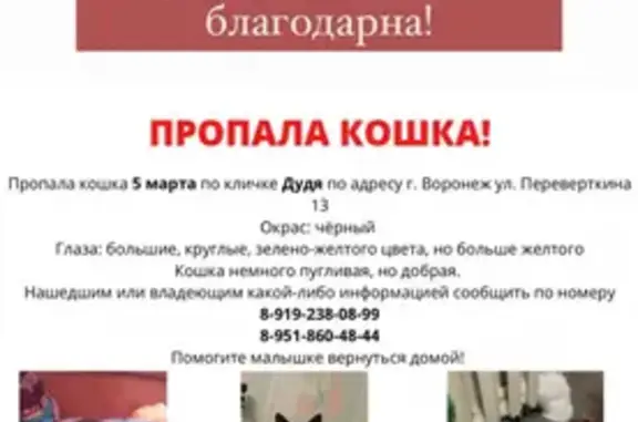 Пропала кошка на улице Остужева, Воронеж