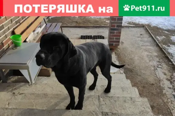 Найден большой черный пес в Малом Судислово, Московская область