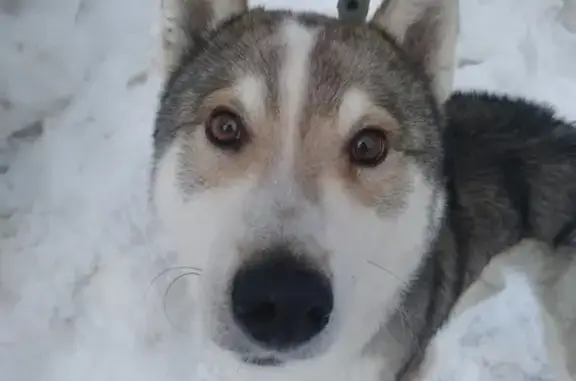 Найдена собака в Саратове, Волжский район, на ул. Радищева.
