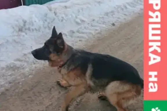 Найдена собака в Сергеевке, Подольск, Московская область