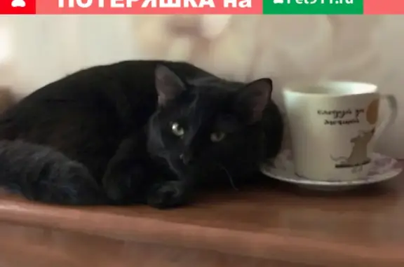 Пропал кот Мурзик в Парголово, ул. Некрасова.