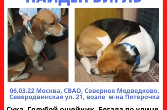 Найдена собака на Северодвинской ул. в Москве