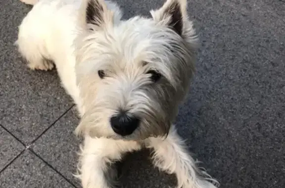 Пропала собака Баксик в Шульгино, Московская область