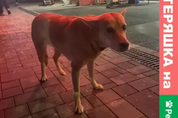 Найдена собака у Воронежского рынка, ищет хозяина!