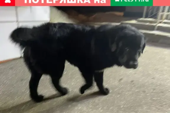 Найден добрый пёс на Одесской ул. в Пензе