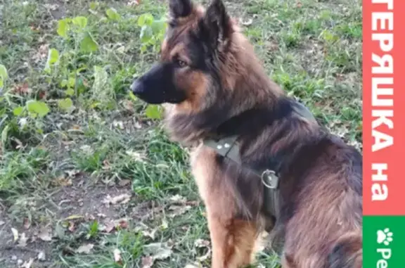 Собаки потеряшки, Краснодар, фото: Потеряшка собака на Плодородной улице 24