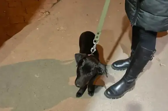 Собака найдена на улице Севанской, район Царицыно