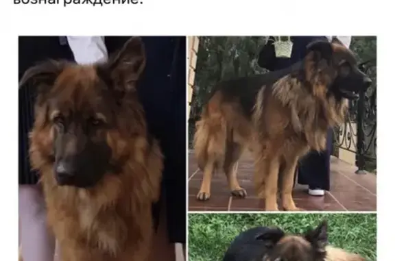 Пропала собака палевого мопса в Домодедово
