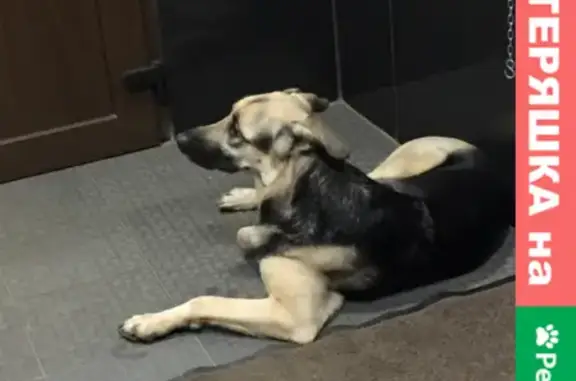 Собака найдена на Галерном проезде, СПб