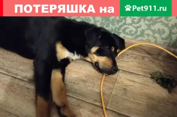 Собака найдена на ул. Суркова, 25 в Челябинске.