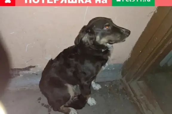 Найдена собака на ул. Тракторной, Владимир