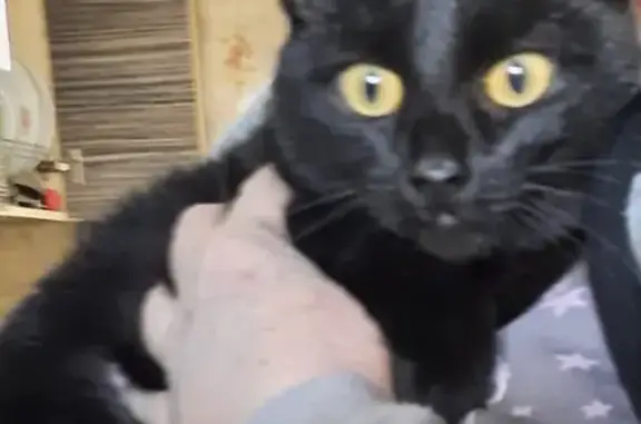 Найдена кошка на Первомайской, 15 в Тюмени