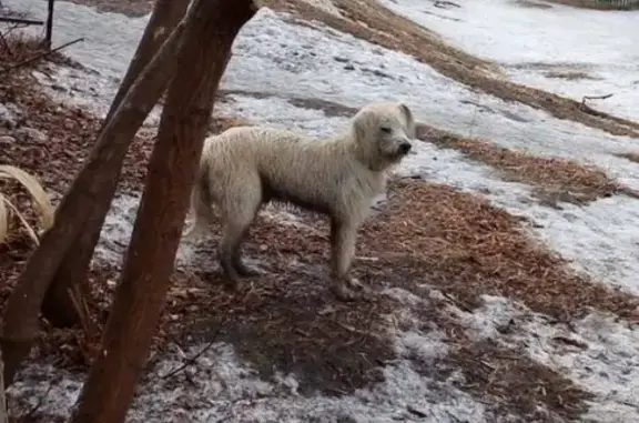 Пропал белый пес на ул. Шевченко 86 в Красноярске