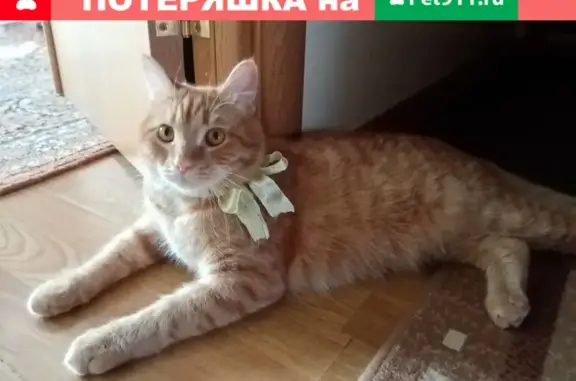 Пропала кошка Мани по адресу пр. Победы 337, Челябинск