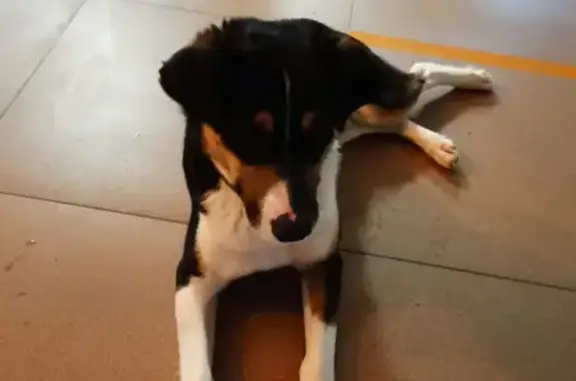 Найдена собака около магазина Пивная миля, ул. Димитрова, 137