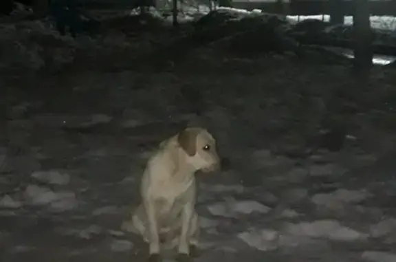 Найдена собака на ул. Брянского Фронта, Брянск