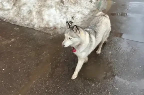 Найдена красивая собака с ошейником около метро Лермонтовский проспект