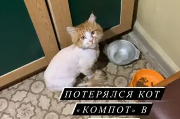 Пропала рыжая кошка с пипкой на хвосте во Владивостоке