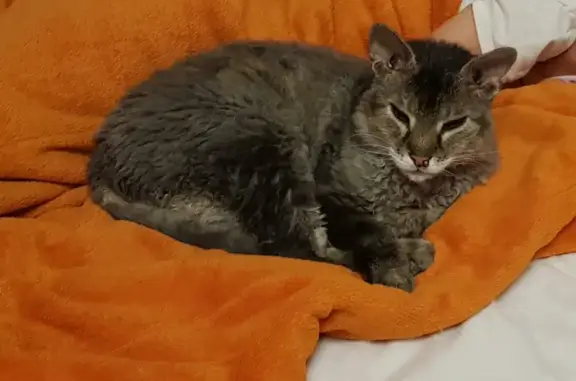 Кошки потеряшки, Тверь, фото: Потеряшка кошка Дейви возле ТЦ Маяковка, ул. Розы Люксембург, 89/39, Тверь