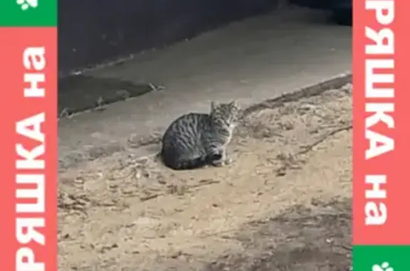 Найден котенок на Новочеркасском бульваре 20 к1