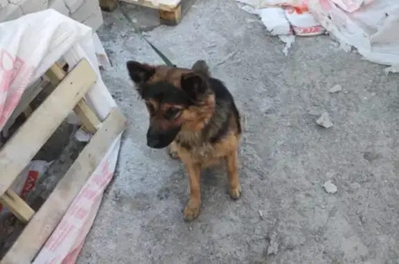 Собака найдена на ул. Камская 65А, Калининград.